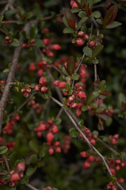 Free Close-up of a Plant with Red Fruits Stock Photo