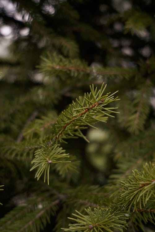 Green Pine Tree Leaves on Stems