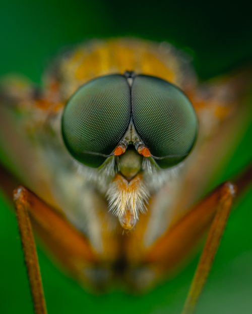 Free A stunning extreme close-up of a fly showcasing its intricate compound eyes and detailed features in vibrant colors. Stock Photo