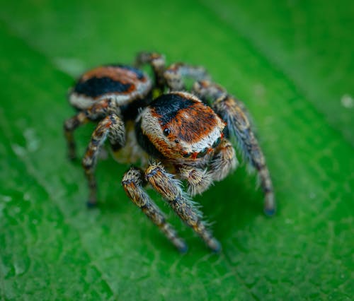 A Habronattus Spider
