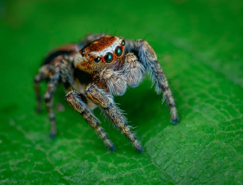 Ilmainen kuvapankkikuva tunnisteilla eläin, hämähäkki, hämähäkkieläin