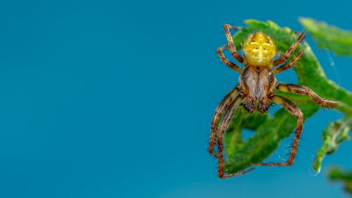 Brown and Yellow Spider on Blue Background