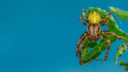 Free Close-up macro photograph of a spider with a vibrant blue background, capturing intricate details. Stock Photo