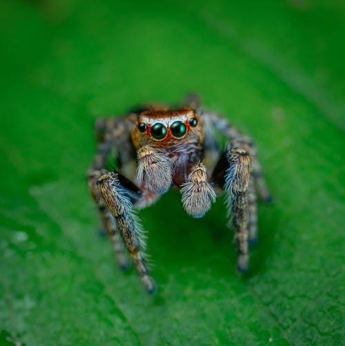 Gray and Red Spider on Green Surface