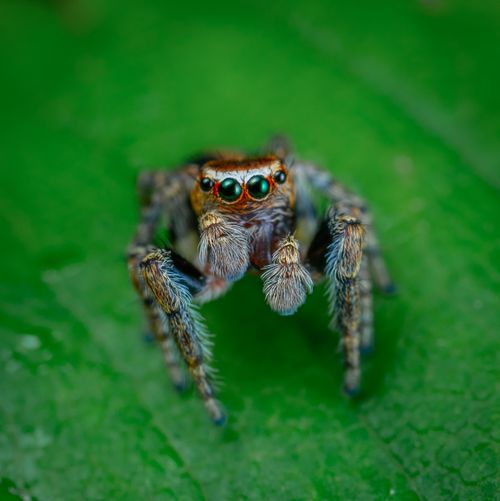 Free Detailed macro shot of a colorful jumping spider on a vibrant green leaf. Stock Photo