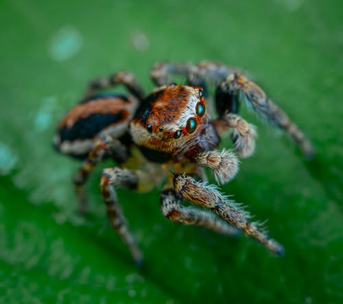 Macro Shot of a Spider on a Leaf