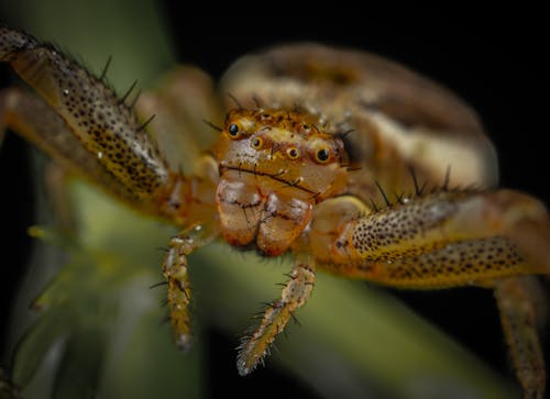 Free Brown Spider in Close Up Photography Stock Photo