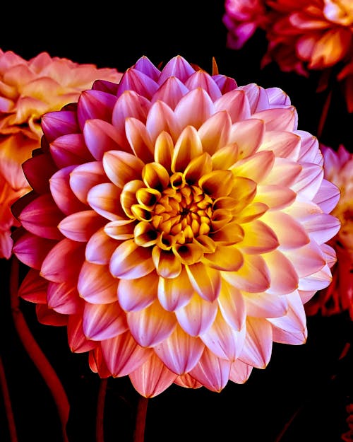 Free Pink and Yellow Dahlia Flower Stock Photo