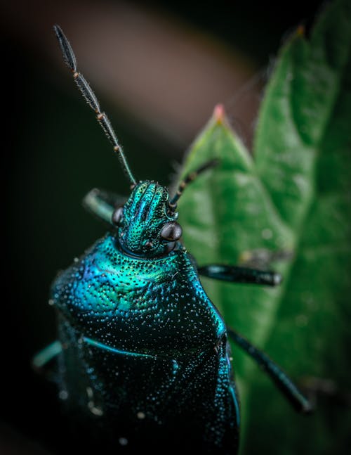 Blue Beetle on Green Leaf in Close Up Photography