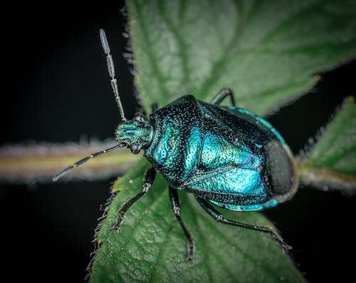 Δωρεάν στοκ φωτογραφιών με beetle, macro, άγρια φύση Φωτογραφία από στοκ φωτογραφιών