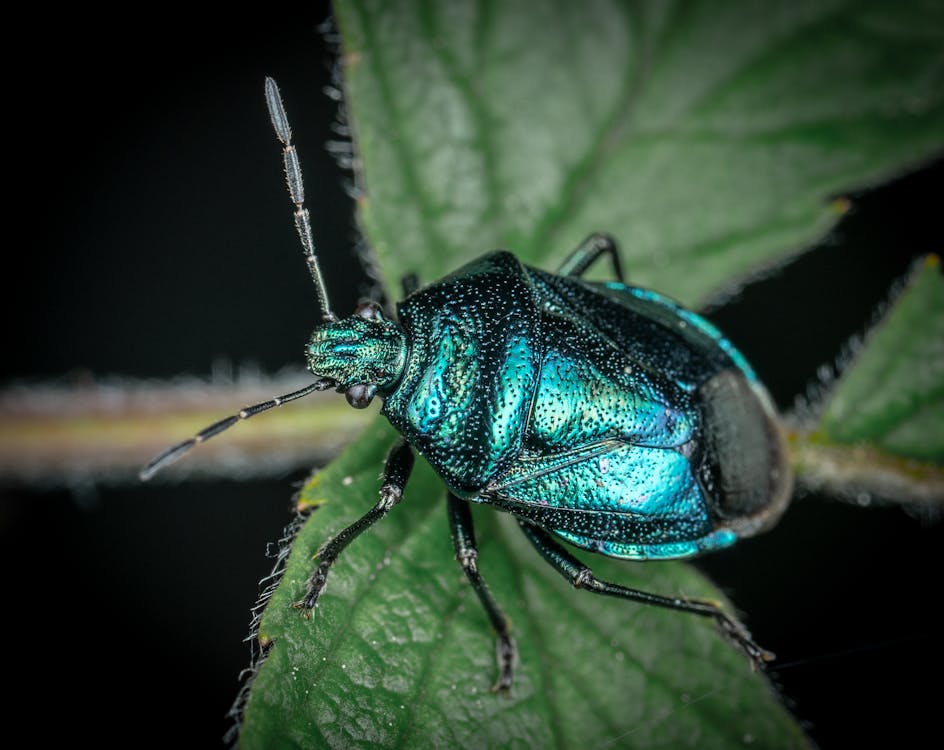 Blue Beetle on Green Leaf 