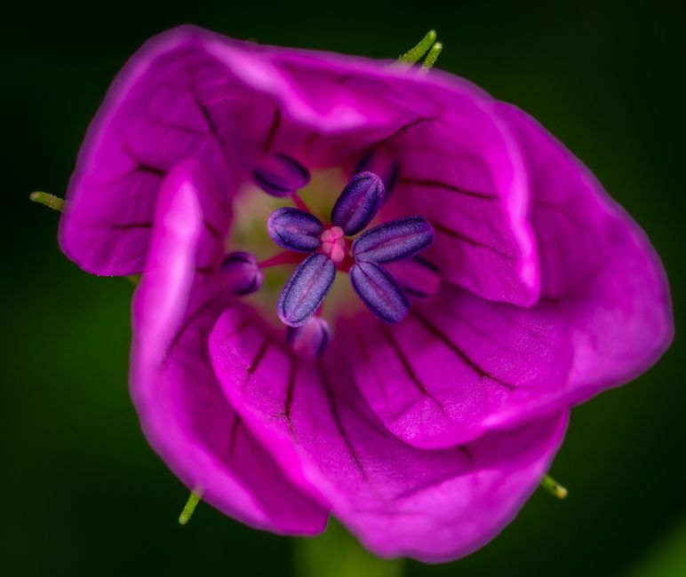 Captivating close-up of a vibrant purple Tibouchina flower with intricate petals and stamens.