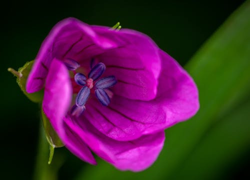 Purple Flower in Macro Shot