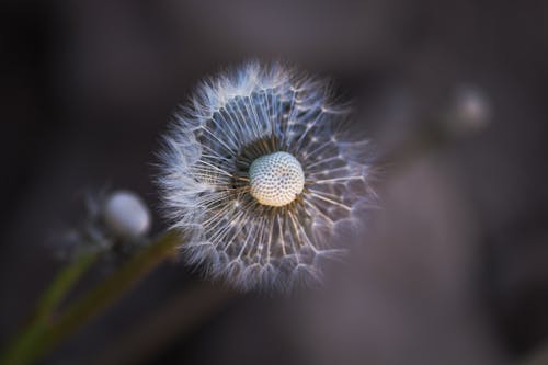 Close-Up Shot of a Dandelion in Bloom