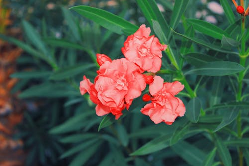 Free Close-Up Shot of Red Flowers in Bloom Stock Photo