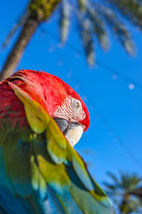 Free stock photo of macaw, miami, palm tree Stock Photo