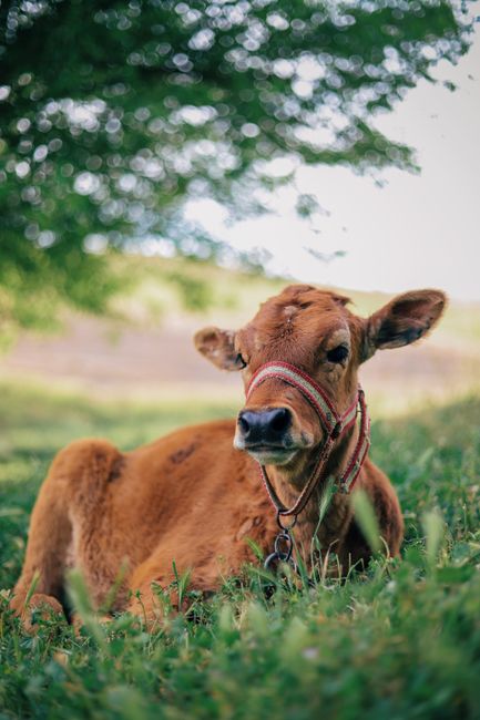 Adorable young brown calf lying on grass in a peaceful rural setting.