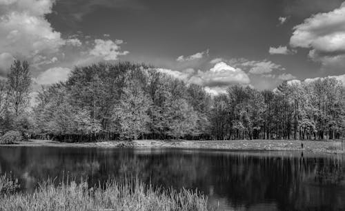 Trees Near a Lake