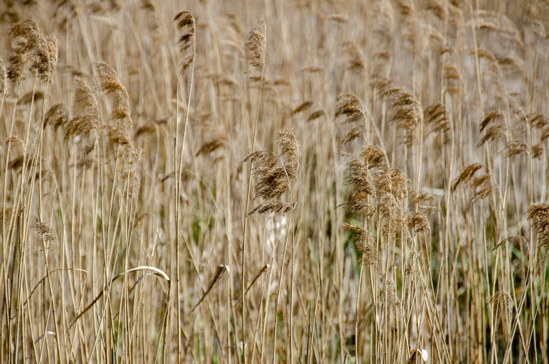 大麥, 小麥, 田 的 免费素材图片