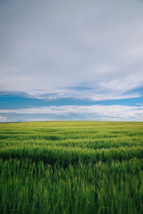 Free Green field under cloudy sky Stock Photo