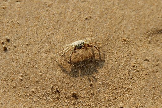 Detailed close-up of a sand crab blending with the beach sand in natural light.