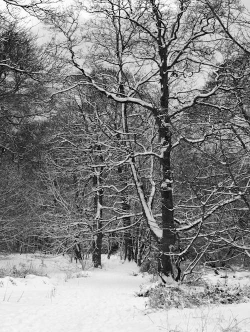 Free Grayscale Photo of Trees on Snow Covered Ground Stock Photo