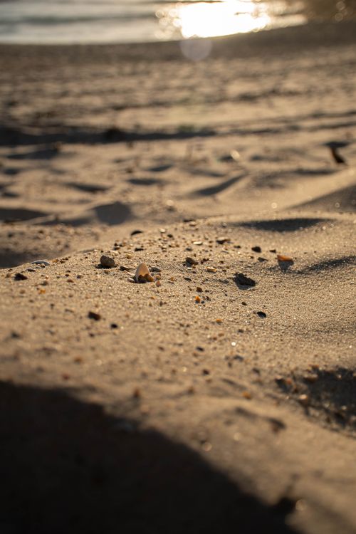 Free Detailed close-up of sand with small shells and pebbles on a sunlit beach. Stock Photo