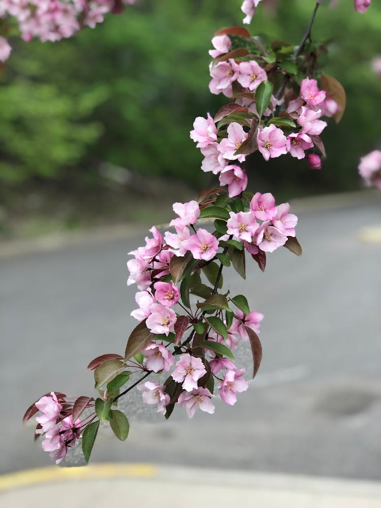 Pink Flowers Hanging From A Plant
