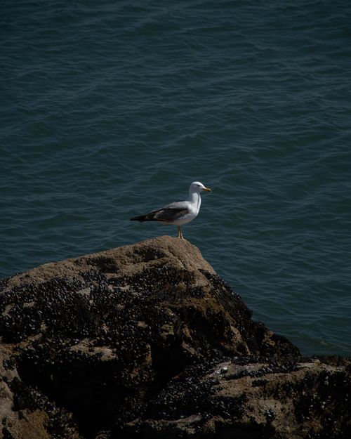 Free A lone seagull standing on rugged rocks by the ocean, captured during daylight. Stock Photo