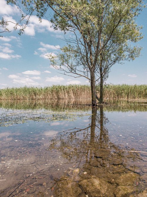 Free Beautiful landscape of a tree reflected in clear, calm water with a vibrant blue sky. Stock Photo