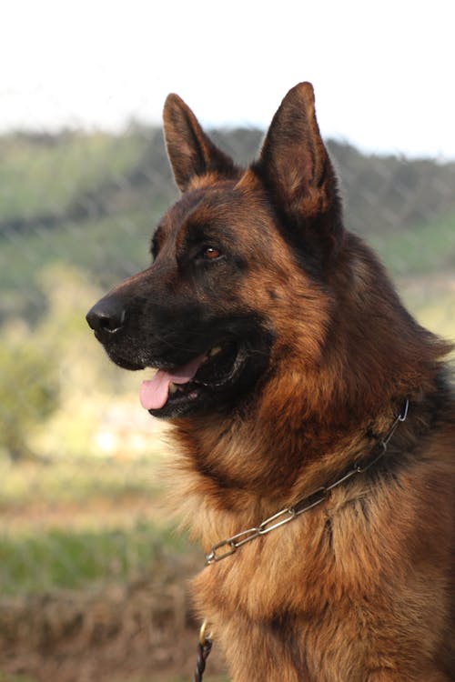Free Close-Up Photo of a Brown German Shepherd with a Chain on It's Neck Stock Photo