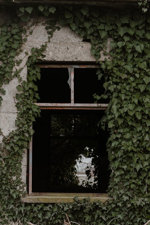 Free Shabby old stone neglected house with damaged window covered with ivy leaves in countryside Stock Photo