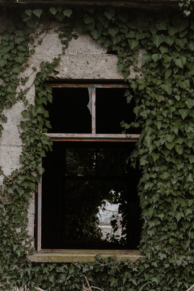 Broken Window Of Abandoned Building Covered With Creeper