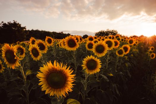 A vibrant field of sunflowers in full bloom against a stunning sunset sky. Perfect nature scenery.