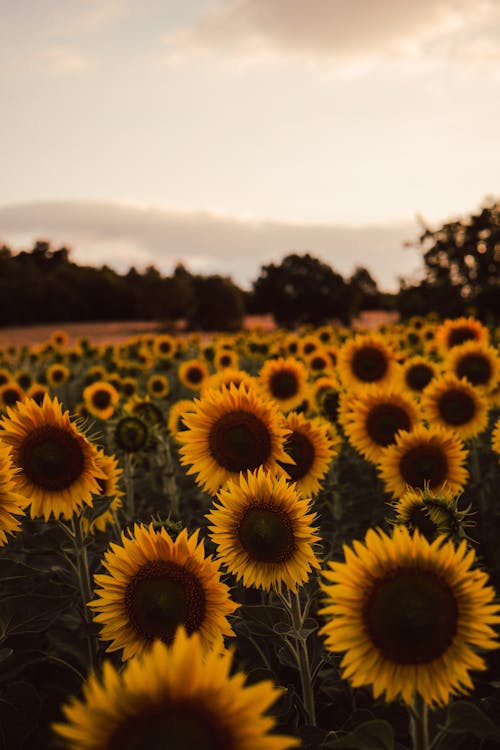 Free Sunflowers in Bloom  Stock Photo