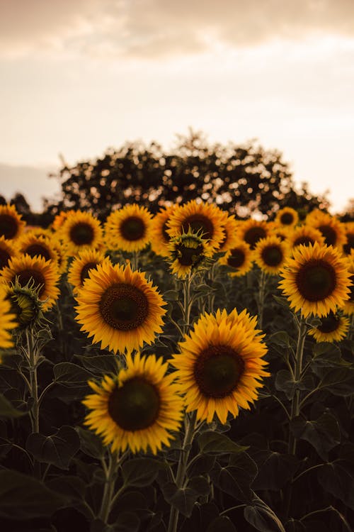 Free A Sunflower Field  Stock Photo