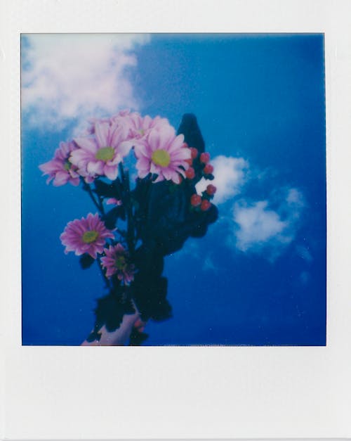 Pink Flowers on an Instant Film 