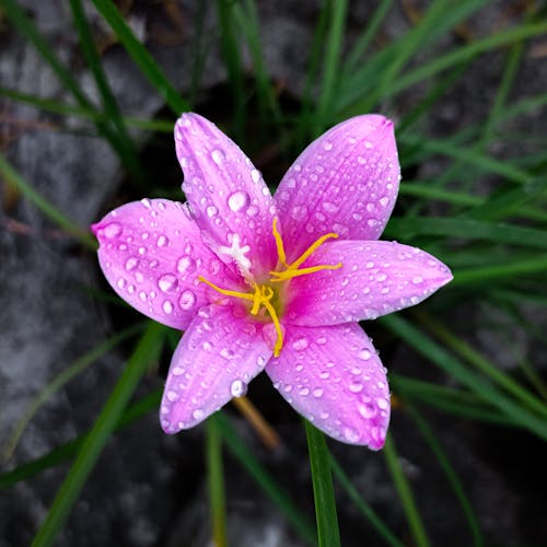 Close-up Photo of Lily Flower