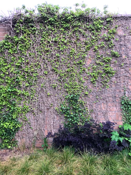 Free stock photo of branches, brick wall, climbing