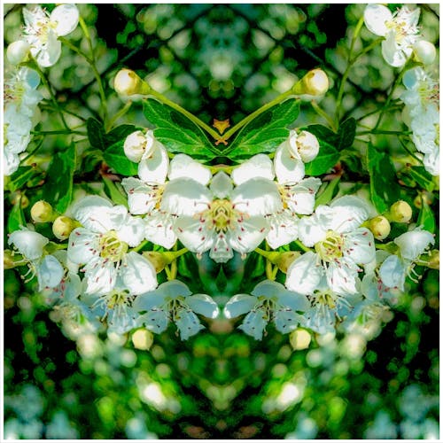 Δωρεάν στοκ φωτογραφιών με Adobe Photoshop, λουλούδια, φύση