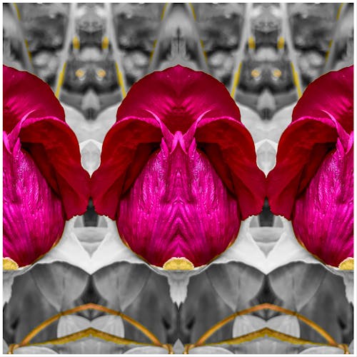 Adobe Photoshop, アート写真, 美しい花の無料の写真素材