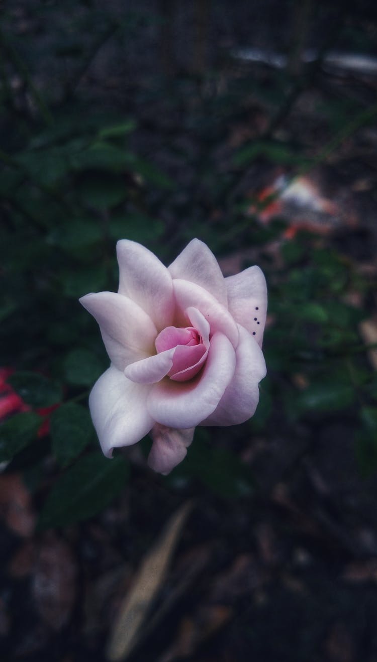 Overhead Shot Of A Pink Hybrid Tea Rose