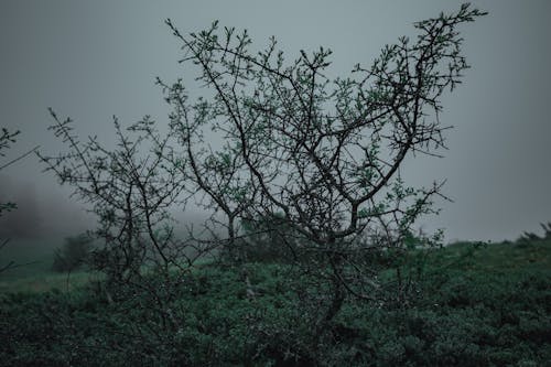 4k背景, 森林, 霧 的 免費圖庫相片