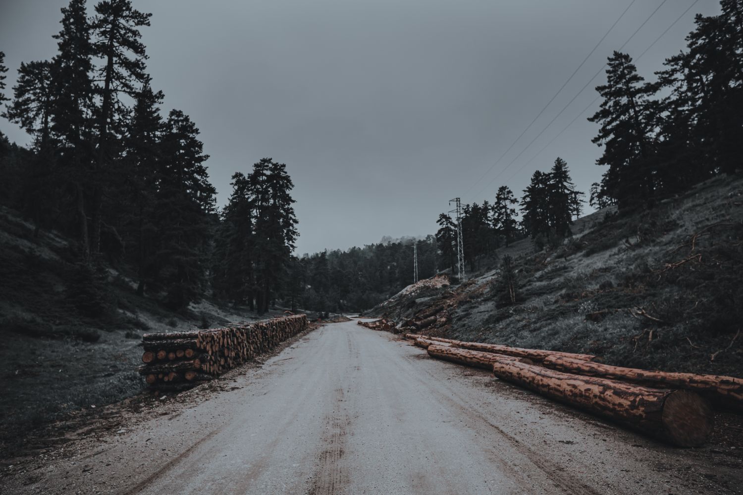 Cleared forest trail