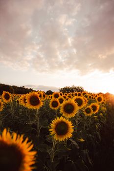 A vibrant sunflower field under a dramatic summer sunset sky, showcasing nature's beauty.