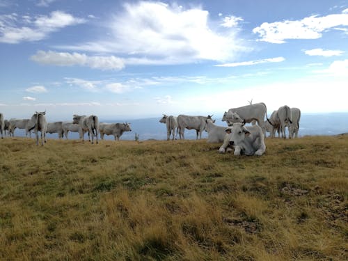 Photograph of a Herd of White Cows