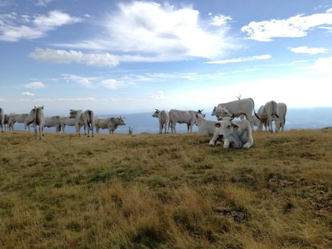 A peaceful herd of Chianina cows resting in the Tuscan countryside under a clear sky.