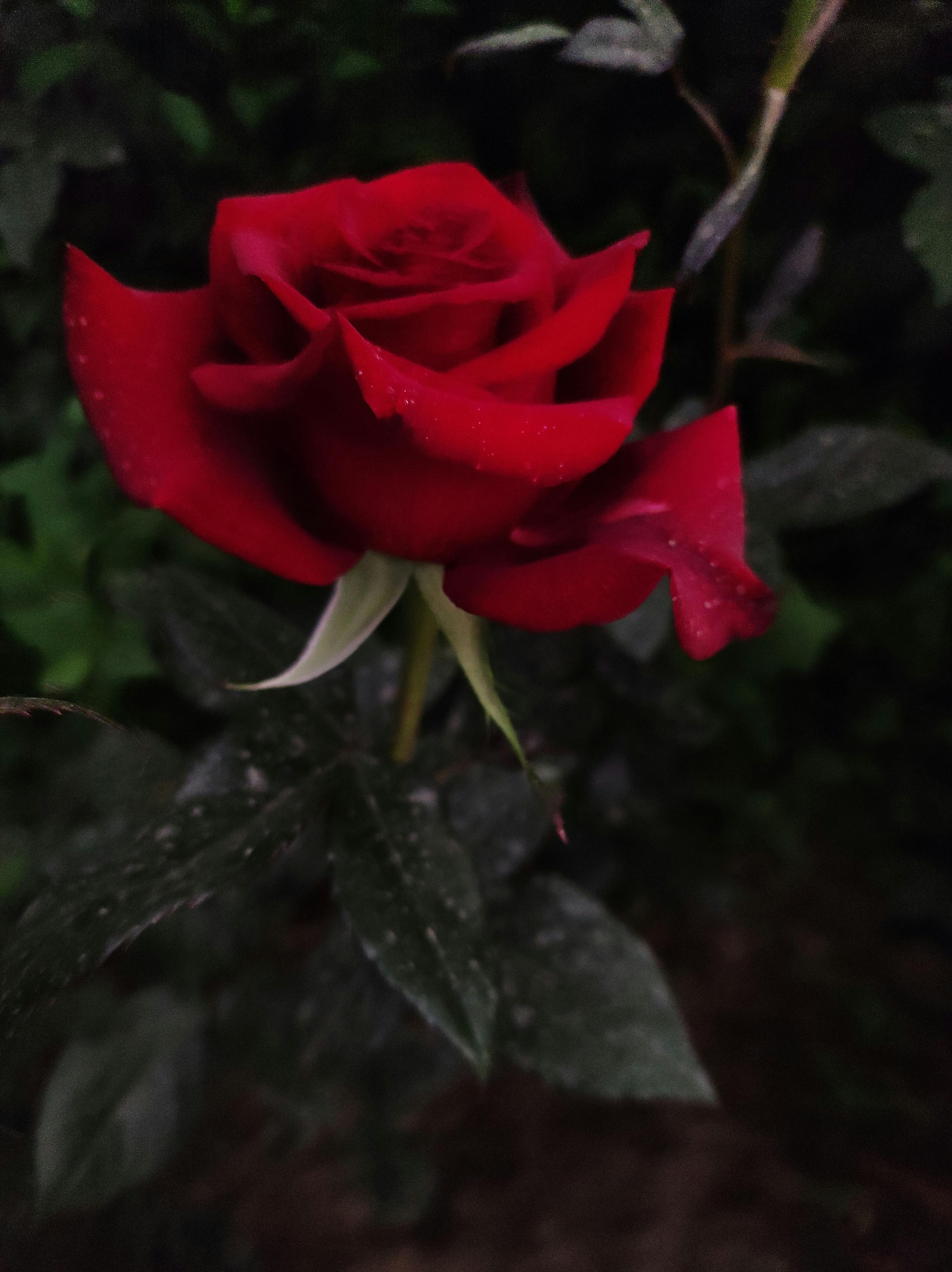Nigerian financial analyst reviewing FX exchange rate data on a laptop in Abuja office