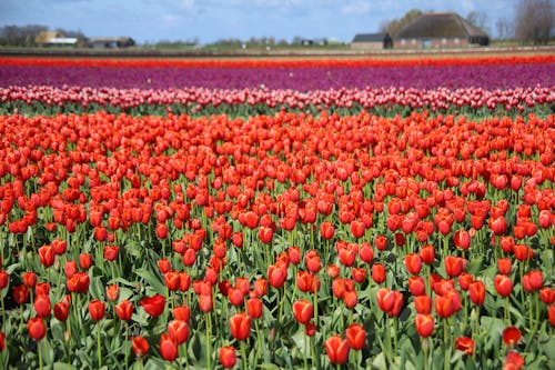 Imagine de stoc gratuită din câmp, colorat, flori