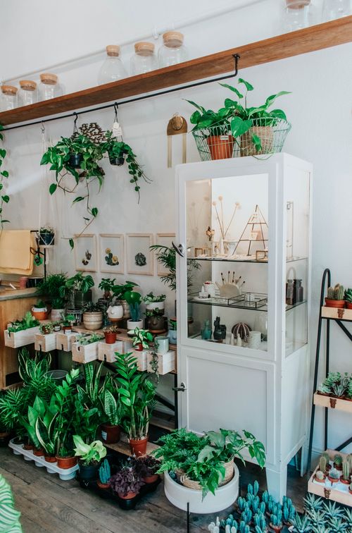 Free A charming café decorated with a variety of indoor plants creating a relaxing atmosphere. Stock Photo